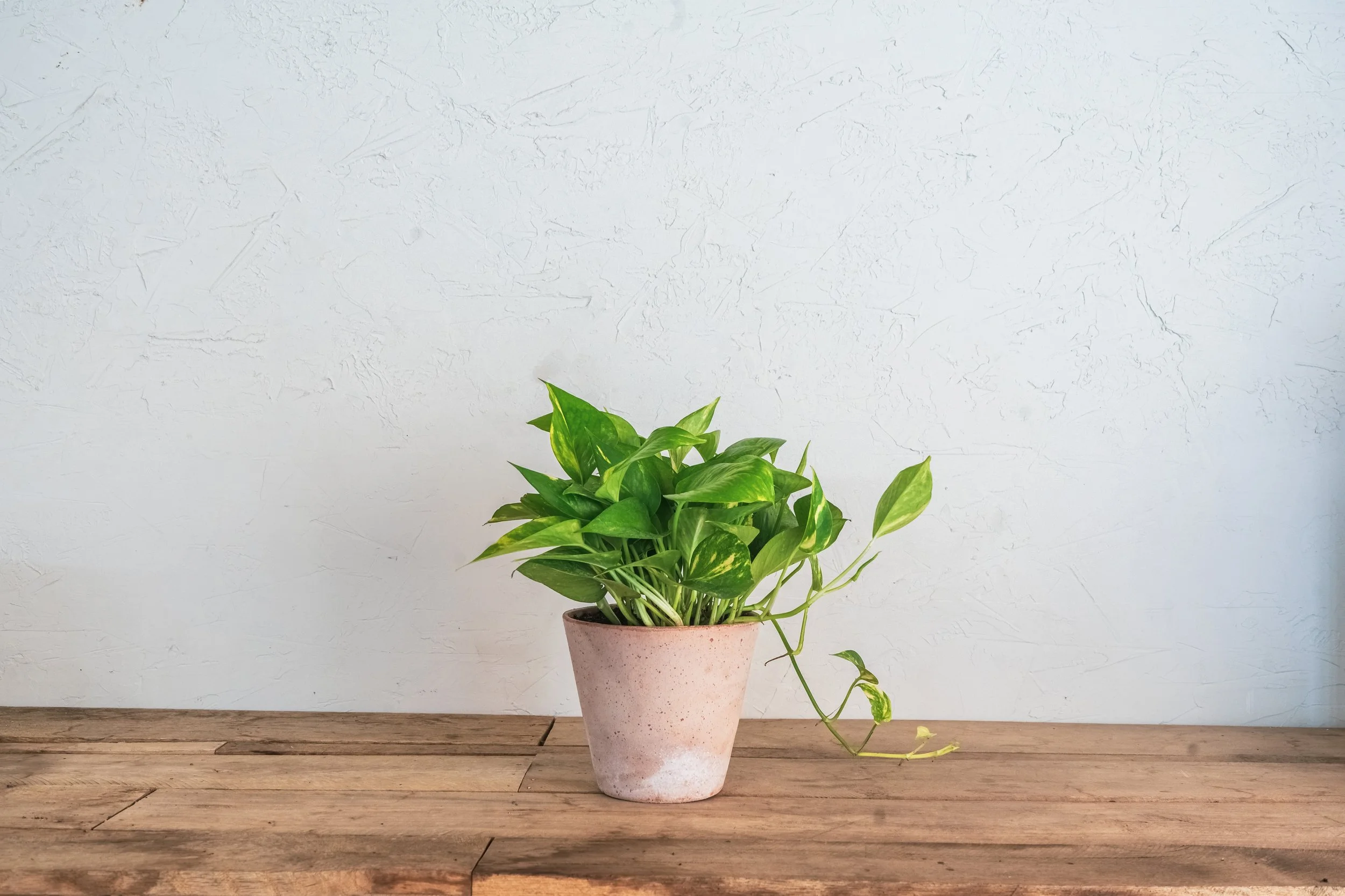 zz plant — Wilson Plant Co